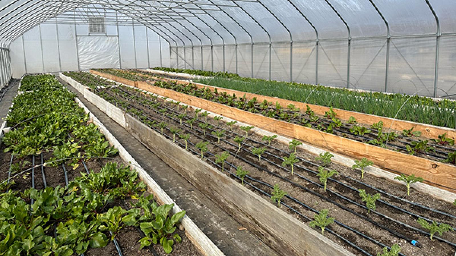 Rows of crops growing at the NECIC Urban Farm in Mansfield, OH